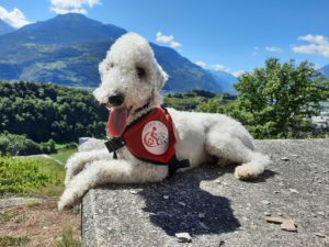 Chien d'assistance