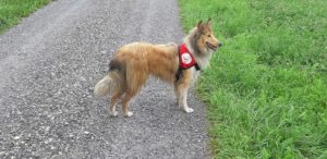Chien d'assistance