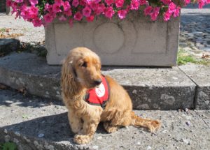 Chien d'assistance